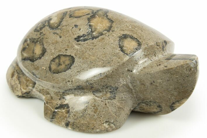 Carved Fossil Staghorn Coral Turtle - Philippines #308606